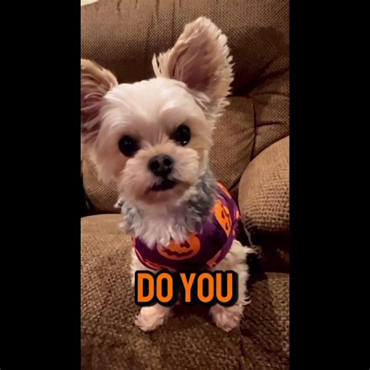 Absolutely YES!! ❤️🐾 #cutedog #yorkiepoo #petsoftiktok #dogsoftiktok #cuteanimals #doglover