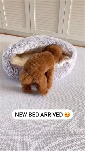 cocker spaniel 🦮 on Instagram: "Link in bio to get yours 🤩 🛒 @cocker_ig 👈 . . . #cockerspaniel #cocker #cockerspanielpuppy #cockerspanielsofinstagram #cockerspanielworld"