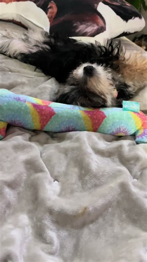 #morkie #morkiesoftiktok #morkiepuppy #napping