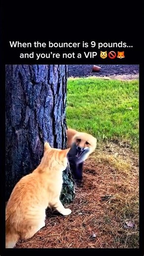 Fox vs Cat: VIP Treatment Denied