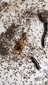 Nourrissage jour 319 ! Espèce -> Pheidole pallidula | Gigafourmis