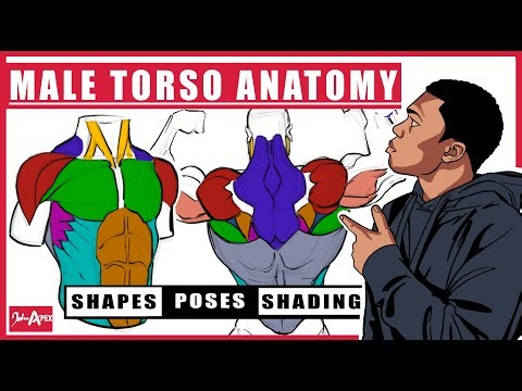 How To Draw The Male Torso simplified forms, pose breakdowns & shading guide