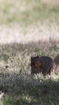 Fox Squirrel Foraging