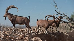 Nubian ibex (Capra nubiana) Bumps a tree with its horns