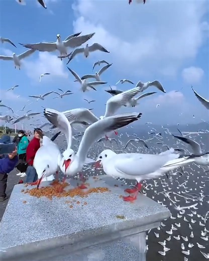 13K views · 126 reactions | The magical experience of feeding seagulls! | Bloom | Facebook
