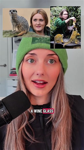 And they threw hands at the ZOO CHRISTMAS PARTY after the meerkat expert overheard the monkey handler say the meerkat expert looked like a mess 😭😅 FULL CASE COVERED IN NEW @Rebuttal Podcast EPISODE 🎙️🎙️🎙️ go watch/listen now 🫵🫵🫵❤️‍🔥