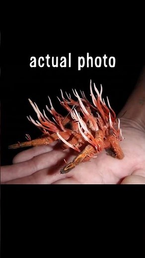 Scientists just found ZOMBIE BUGS 😨