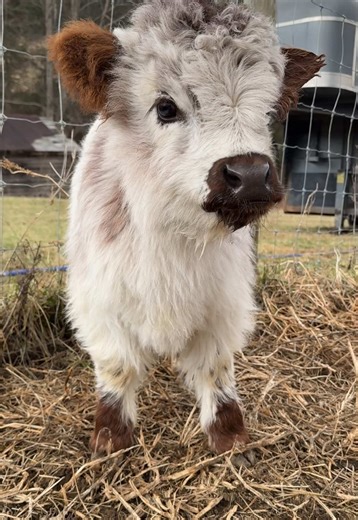 high_five_farms on TikTok