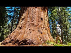 The Biggest Tree on Earth is bigger than your imagination!