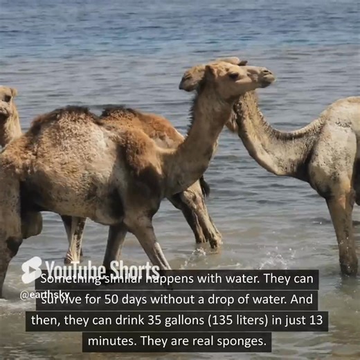 Lifeform of the week: Camels! 🐪 Did you know? Camels are extremely resilient creatures, well adapted to life in the desert. Camels can tolerate both extreme heat and cold and go several weeks without drinking a drop of water. They eat whatever's available, including plants with thorns or the bones and skins of dead animals. And they have a translucent eyelid to protect their eyes and help them see in sandstorms. Read more about extremely resilient camels: https://earthsky.org/earth/camels-lifef