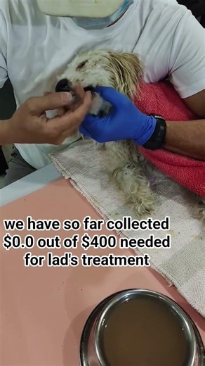 #dog #rescue #dogrescue #usa #uk #animalrescue #animallovers #rescueefforts #adopteddog #rescuedog