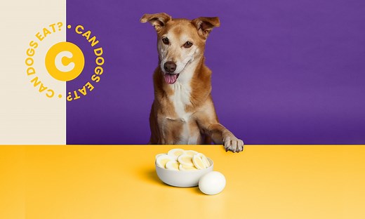 Can Dogs Eat Eggs? | Chewy