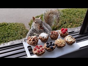 Squirrels' reactions to nut muffins