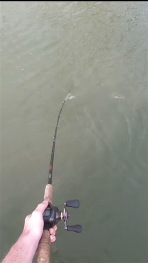 Creek musky strikes bait and manages to avoid any hooks on this spring musky fishing day! #musky