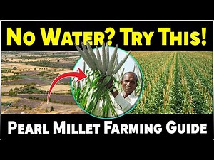 Pearl Millet (Bajra) Farming | Low Water, High Profit Crop for Farmers