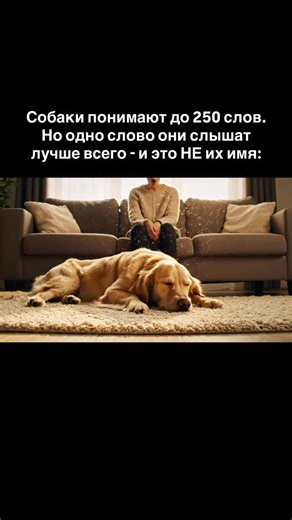 Ольга Колеватова | Психолог | РОДолог | Энергопрактик on Instagram: "1. Собаки распознают в среднем сто шестьдесят слов, самые умные породы — до двухсот пятидесяти, это уровень двухлетнего ребёнка. Они знают свою кличку, команды, названия игрушек, имена членов семьи. Но нейробиологи из Университета Эмори обнаружили: есть одно слово которое собака выделяет среди всех остальных сильнее чем своё имя, и это слово — «гулять». 2. Исследователи Грегори Бернс и Эндрю Брукс поместили собак в МРТ-сканер и