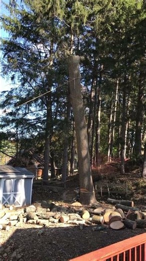Cutting down a tree #tree #removal #chainsaw