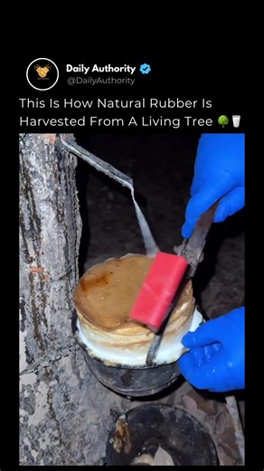 This is rubber tapping — the delicate process of harvesting latex from a rubber tree without harming it. At night, when temperatures are cooler, a skilled worker makes a razor-thin diagonal cut in the bark. Not too deep. Not too shallow. Just enough to open the latex vessels without damaging the tree’s growth layer. Within seconds, milky white latex begins to flow… slowly spiraling into a small cup. That liquid becomes tires, gloves, shoes, cables, and thousands of everyday products you use with