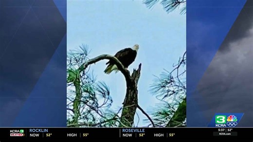 Tree that held bald eagle nest at Lake Natoma falls, nonprofit says