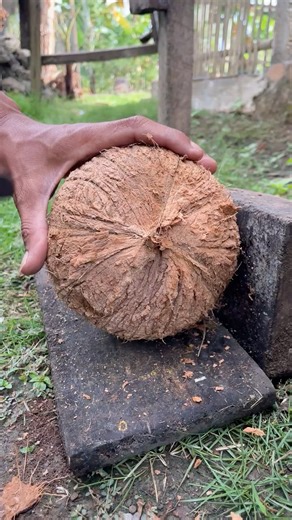 skill of removing a round coconut from its shell