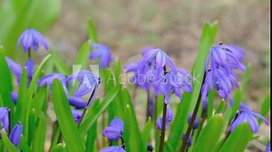 First spring blue flowers snowdrops close-up. Spring, the first green