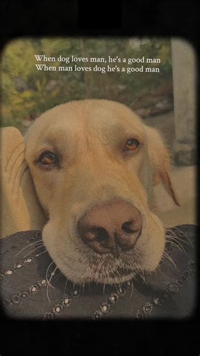 🌸वैशाली𖹭🌸 on Instagram: "When dog loves man he's a good man When man loves dog he's a good man #trending #instagram #explore #viral #reels #dogsofinstagram #labrador"