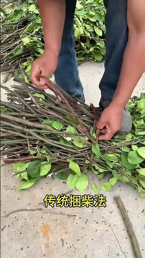 We use local materials to tie firewood on the mountains in rural areas to tie firewood with this