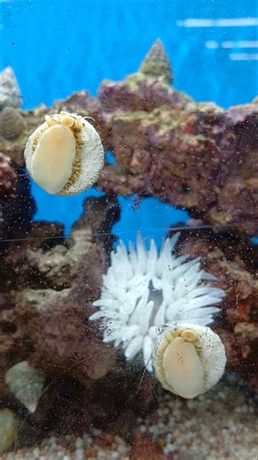 Tiger Sand Conch Snails