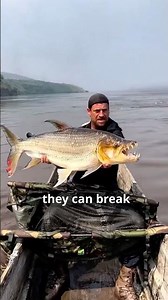 Deadliest Fish Move In Total Silence #animals #facts #wildlife #shorts #viral #fish #oceanlife