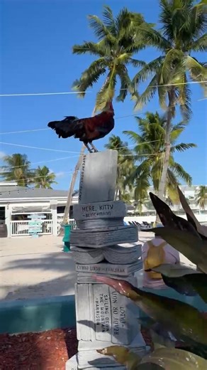 Key West Rooster | Richard Zickerman