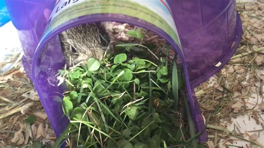 When bunnies start to wean in the wild, they eat the dried grasses mama has used, along with her fur, to line the nest. They also eat cecotropes. What are cecotropes? It's kinda gross and also wonderful. Cecotropes are tiny, nutrient dense balls that are created in mama's GI tract, which she expels through her anus, much like poop. They contain lots of microbes and fermented nutrients which help the babies digestive systems start to make the transition from her rich milk to more fibrous, hard-to