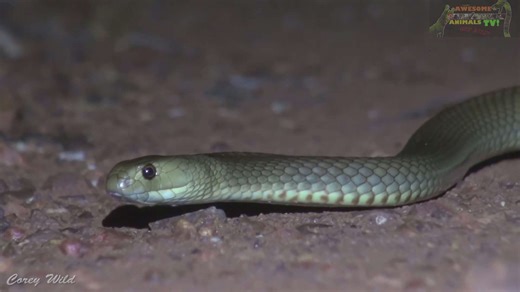 Proper first aid procedures for deadly brown snake envenomation
