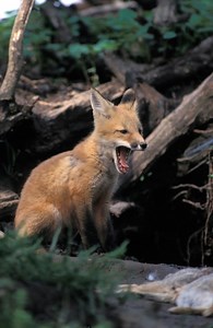 1.5K reactions · 399 shares | DISCOVER NATURE NOTES: Red foxes have a particular set of skills. Skills acquired over a very long time that make them an extemely adaptable and successful species. Check them out in this week's Discover Nature Note. https://mdc.mo.gov/blogs/discover-nature-notes/what-red-foxes-say-and-do | Missouri Dept. of Conservation | Facebook