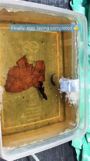 Chapter-2 Betta breeding process // wild mahachai Betta #bettabreeding #vmhobbies #petcare