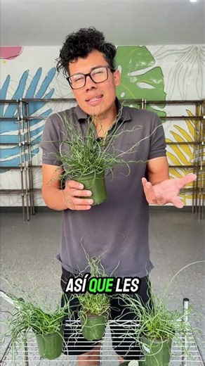 Juncus efusus Spiralis🌿