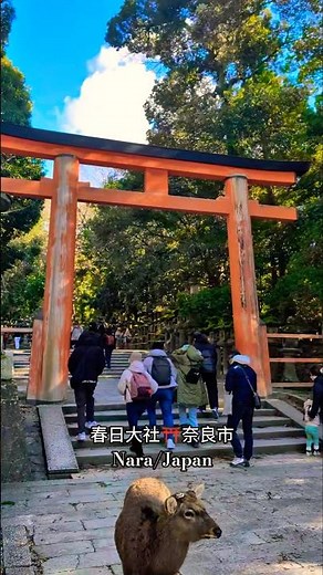春日大社⛩️奈良市Nara/Japan