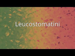 Leucostomatini