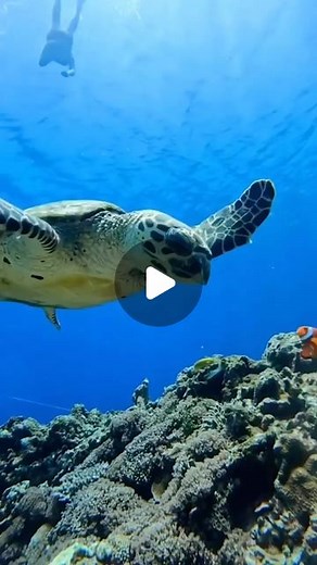 SNAGFISH on Instagram: "@toyomaru550712 captured the battle between Crush and Nemo! 😂 Check out @FritzAquatics to learn how their products can benefit your aquarium! 👀 🔔 Turn on my post notifications to stay updated with all of the latest content! 👉🏼 Share this post with a friend! #aquarium #aquariums #aquariumhobby #aquariumlife #aquariumfish #fishtank #fishkeeping #fishkeeper #aquarist #fishofinstagram #tropicalfish #monsterfish #monsterfishkeepers #monsterfishkeeper #freshwaterfish #fres