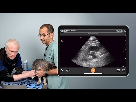 Feline Cardiac POCUS
