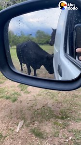 4.5M views · 131K reactions | Rescued cow follows human best friend everywhere — and even blocks the car so he doesn't leave  | Soulmates | Facebook