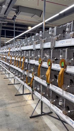 A huge variety of Colour Canaries, which is your favourite? 🤩 - 73° COM Mondial Bird Show, Marche-en-Famenne 2026 🇧🇪 #canary #canaries #colourcanary #birdshow #aviary #aviculture | OC Aviary