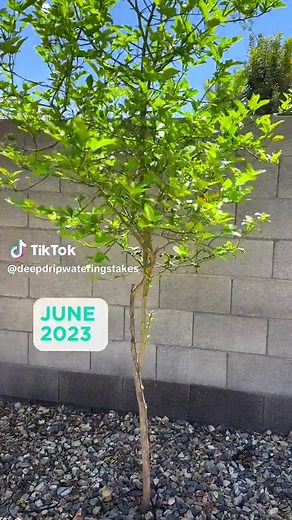 After record-breaking temperatures all summer in Phoenix, with Deep Drip Watering stakes, this tree managed to show a huge amount of growth! 5 months with our stakes and this tree was able to overcome the odds, without wasting water. Shop the link in our bio to get growing now! 🌳 #planttips101 #deepdripwateringstakes #RightToTheRoots #irrigationsystem #landscapingdesign