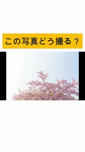 桜×空 カメラ初心者でも簡単！一眼レフ&ミラーレス撮影テクニック！写真の撮り方 🔻年間50ヵ所以上、お写んぽ👟📷 🔻 【𝗬𝗼𝘂𝗧𝘂𝗯𝗲】毎週土曜夕方6時🎬 🔻『かつきんのお写んぽCh.』 🌱🌱🌱🌱🌱🌱🌱🌱🌱🌱🌱🌱🌱🌱🌱 チャンネル登録よろしくお願いします🙌 目指せ💪登録者数10,000人💪 撮影依頼、掲載依頼、製品・サービス・撮影スポットのPRなどに関するお仕事のご連絡はDMまでお願いします。 ▶️@katsukingram 🌱🌱🌱🌱🌱🌱🌱🌱🌱🌱🌱🌱🌱🌱🌱 . #一眼レフ #ミラーレス #撮影スポット #写真の撮り方