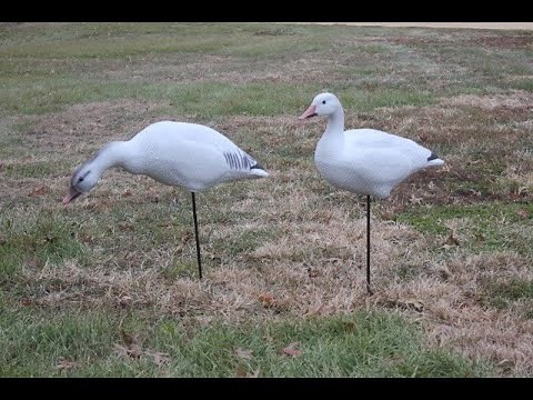 Bigfoot Decoys Snow Goose Motion Stakes In Action