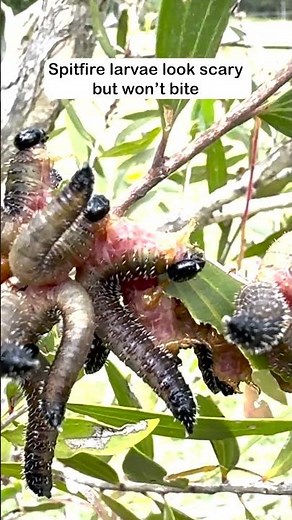 Spitfire Safety: Keep Your Distance | First Aid Awareness