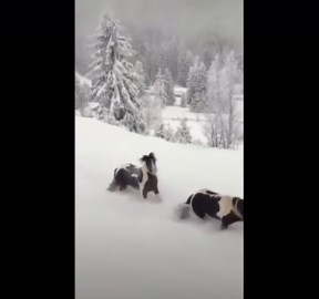 Horses Sliding Down Snowy Hill in Winter Wonderland