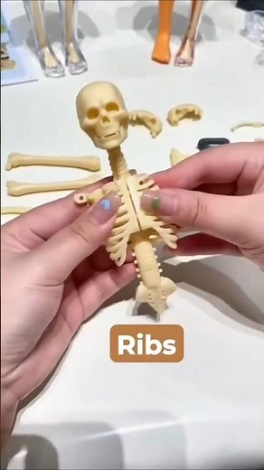 Human Skeletal System #Biology # #bodyfunction #Anatomyandphysiology #medical #education
