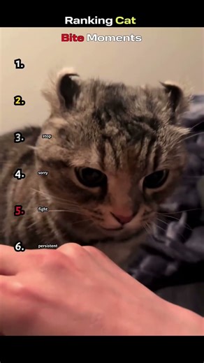 Ranking Cat BITE Moments