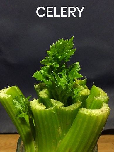 Regrowing Celery in Water: A 15-Day Timelapse