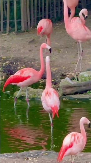 Flamingos at Zurich Zoo 🦩 | A riot of color by the water